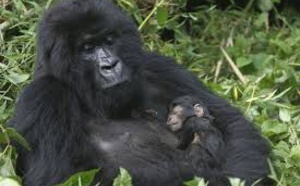 Amour et kalachnikovs au secours des gorilles des montagnes en RDCongo