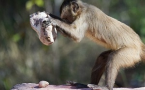 Des singes plus doués qu'on ne le pensait