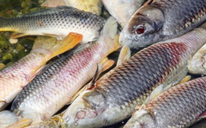 Les poissons d'eau douce cruciaux pour la sécurité alimentaire dans le tiers-monde