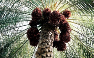 ​Le palmier dattier atteint un niveau de production record