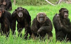 Chimpanzés et bonobos se sont croisés dans  le passé
