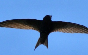 Le martinet noir bat le record de vol non-stop