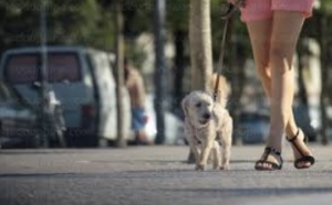 Insolite : ADN des chiens
