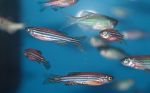Le poisson zèbre peut être la clé d'un traitement réparateur de la moelle épinière