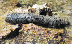 Haro sur la mafia du concombre de mer