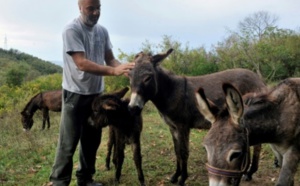 L'âne des Balkans cherche son salut dans le lait