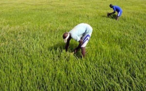 Un revenu minimum garanti pour une révolution agricole africaine