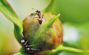 Des fourmis "agricultrices" bien avant l'Homme