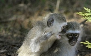 Insolite : Carotte et bâton