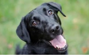 Les chiens ont la mémoire longue