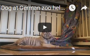 Un chien au zoo allemand aide les jumeaux du tigre à abandonner leur mère