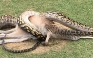 Insolite : Un python gobe un wallaby