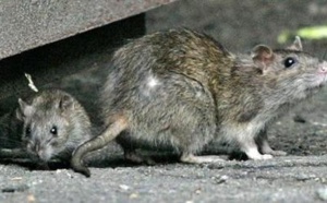 Paris part à la chasse aux rats