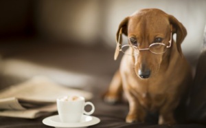 Insolite : Café à chiens