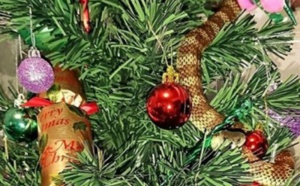 Insolite : Un serpent-tigre dans le sapin
