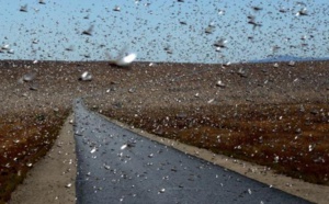 Des milliers de milliards d'insectes migrent par les airs