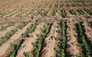 La nouvelle saison agricole s’annonce sous de bons auspices