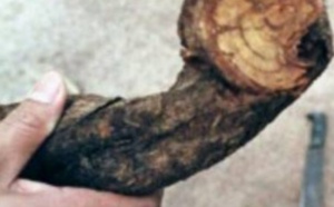 L'ayahuasca, psychotrope à la mode aux Etats-Unis et en psychiatrie