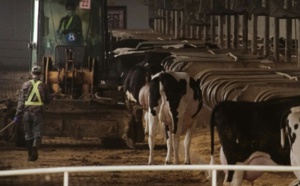 En Chine, les fermes sont déjà passées aux 10.000 vaches