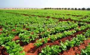 Un ciel plus clément pour l’agriculture