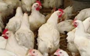 Seulement 8% du poulet produit au Maroc est contrôlé