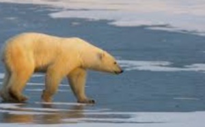 Les polluants chimiques, une autre menace pour les ours polaires