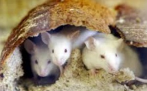 Des souris transformées en féroces prédateurs