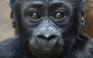 60% des primates menacés d'extinction