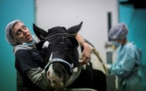 A Grosbois, on soigne les chevaux presque comme les hommes