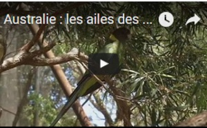 Australie : les ailes des perruches s'allongent...