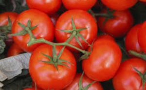 Redonner du goût aux tomates industrielles