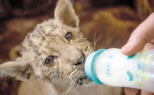 Tsar, un bébé ligre qui fait le roi dans un zoo de Russie