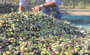 L’ oléiculture a le vent en poupe dans l’Oriental