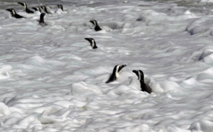 Les causes de l'extinction des manchots du Cap