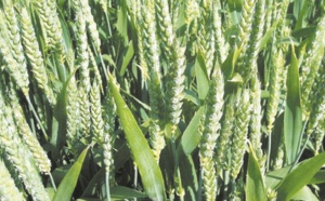 Hausse de la superficie cultivée en céréales à Taourirt