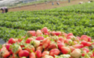 Insolite :​ Champ de fraises