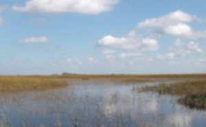 En Floride, le marécage des Everglades en péril