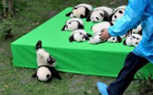 Insolite