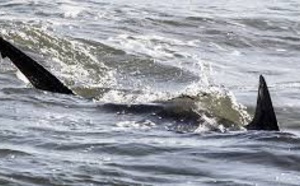 Insolite :​ Un requin dévore une chienne