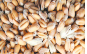 Un record de ventes en semences certifiées des céréales à Rabat-Salé-Kenitra Un record de ventes en semences certifiées des céréales à Rabat-Salé-Kenitra