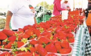 Kénitra accueille un Festival international de la fraise dédié aux richesses de l'Afrique