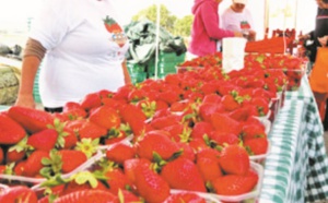 Kénitra accueille un Festival international de la fraise dédié aux richesses de l'Afrique Kénitra accueille un Festival international de la fraise dédié aux richesses de l'Afrique