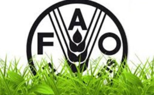 LA FAO appelle à l’autonomisation des femmes LA FAO appelle à l’autonomisation des femmes