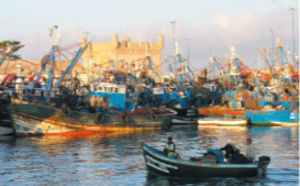 Hausse de la valeur de poissons débarqués au port d’Essaouira Hausse de la valeur de poissons débarqués au port d’Essaouira