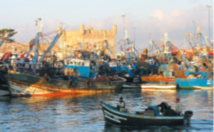 Hausse de la valeur de poissons débarqués au port d’Essaouira
