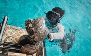 Les holothuries, le trésor convoité des eaux de Nouvelle-Calédonie