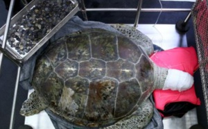 Insolite : Tortue alias «Tirelire»