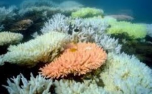 Coup dur pour la Grande Barrière de corail