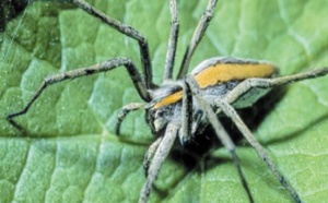Les araignées ont un appétit vorace
