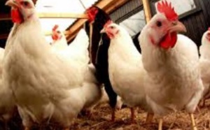 Sensibilisation des éleveurs de volaille aux dangers du virus de la grippe aviaire Sensibilisation des éleveurs de volaille aux dangers du virus de la grippe aviaire